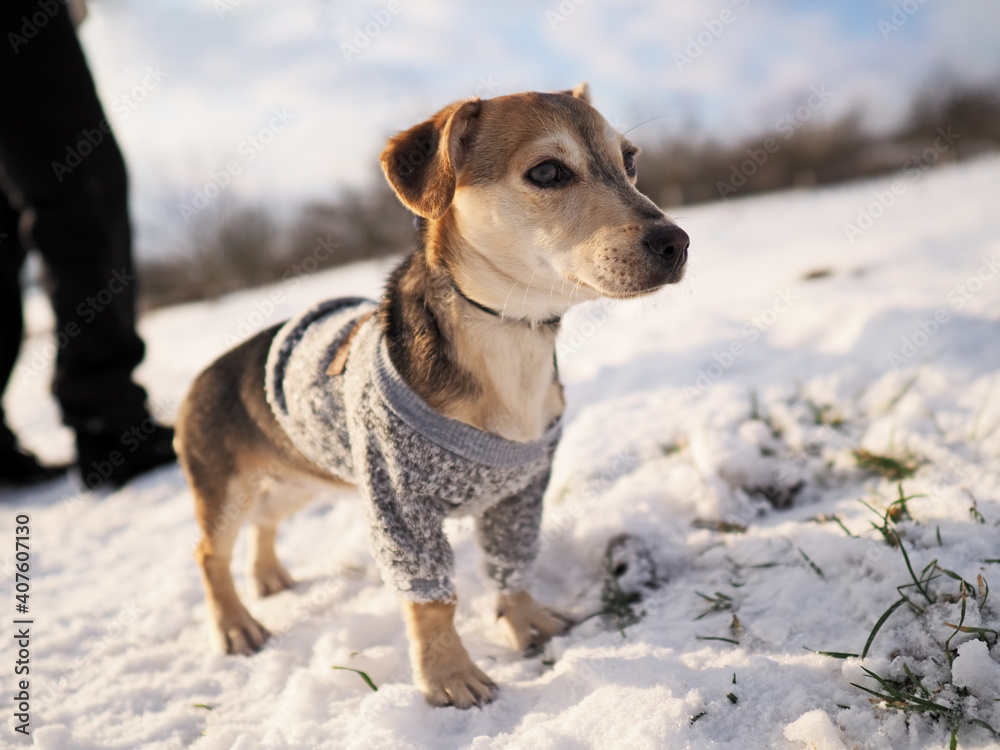 walk in the snow during winter with the small dog in a woolen clothes walk in the snow during winter with the small dog in a woolen clothes