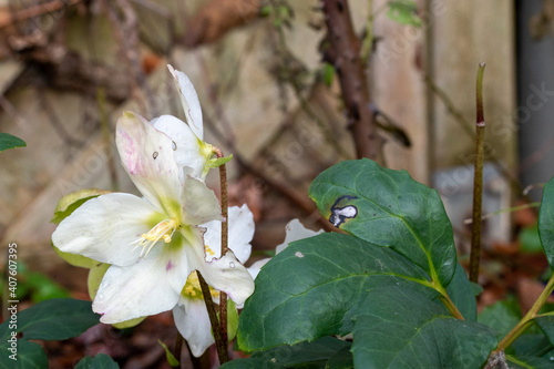 Die Christrose, Helleborus niger wird auch Schneerose oder Nieswurz genannt und begeistert im Winter mit ihren eleganten weißen Blüten. photo