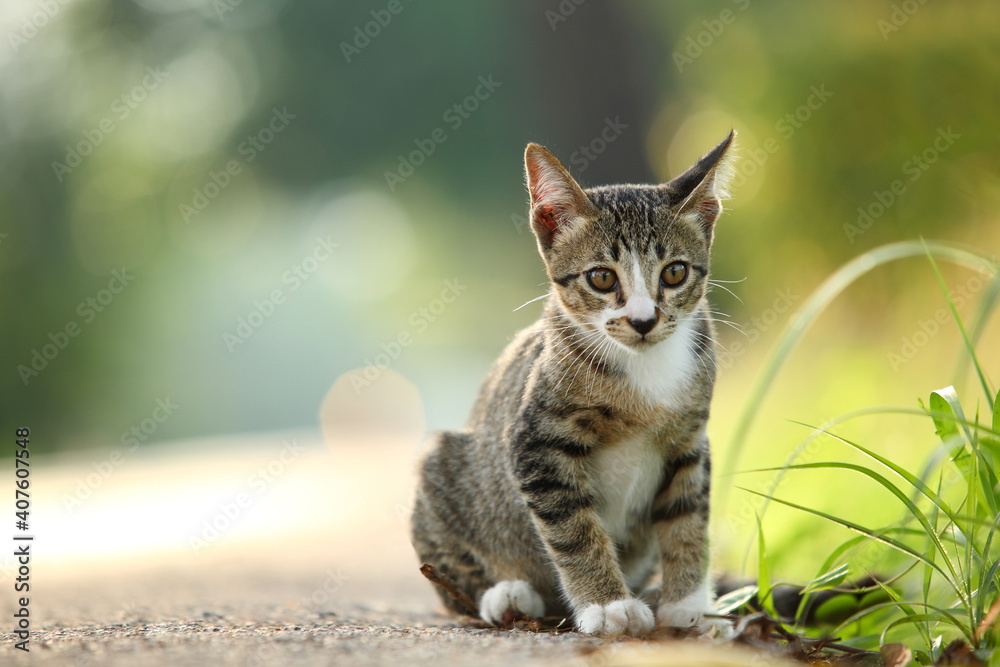 Fototapeta premium Thai little kitten playing on the grass roadside in morning