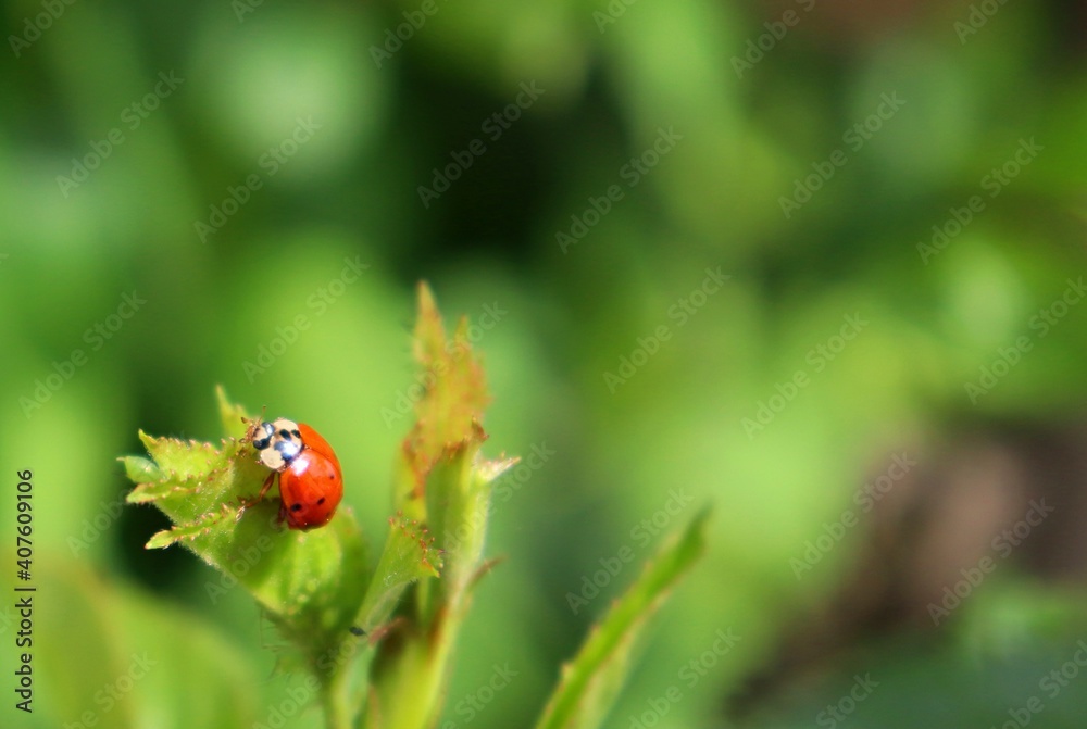 Seven spot ladybug sitting on green leaf on blurred green background. Ladybird on a leaf top view wallpaper with copy space. Lady beetle macro detail with bokeh. Seven spot ladybug sitting on green leaf on blurred green background. Ladybird on a leaf top view wallpaper with copy space. Lady beetle macro detail with bokeh.