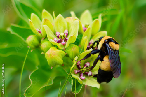 Endangered Southern Plains Bumblebee photo