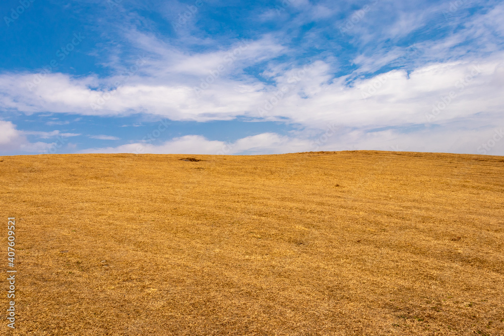 yellow grass field with blue sky wallpaper