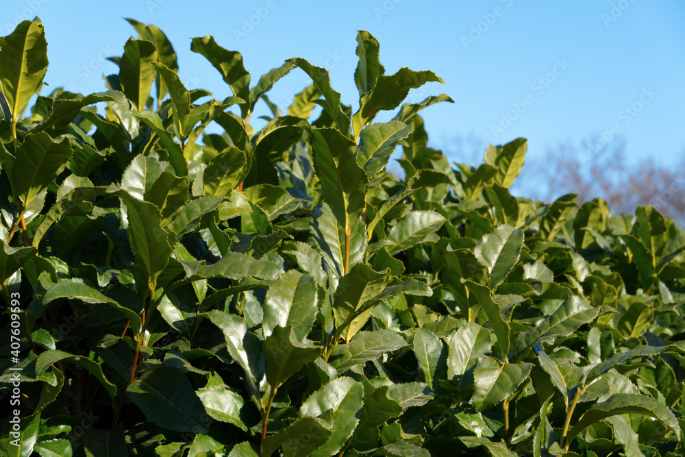 tea plantations and tea leaves