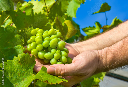 Man holding grape in the vineyard
