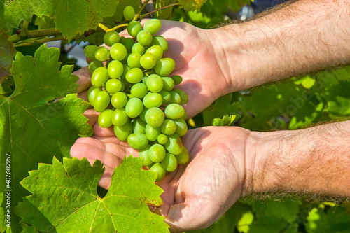 Man holding grape in the vineyard