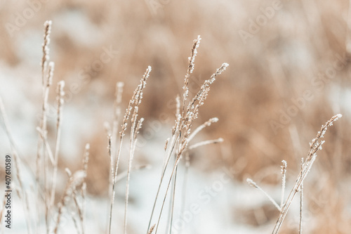 Pampasgras gefroren im Winter auf einem Feld 