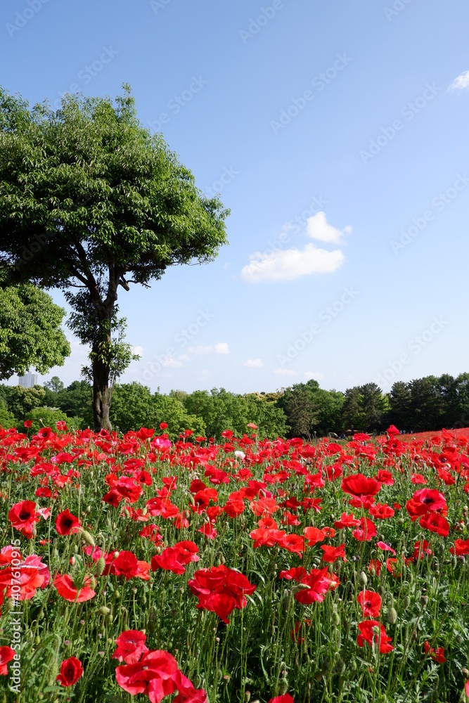 field of red poppies