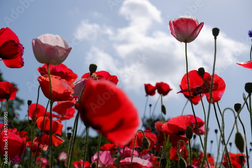 poppy flowers in the field