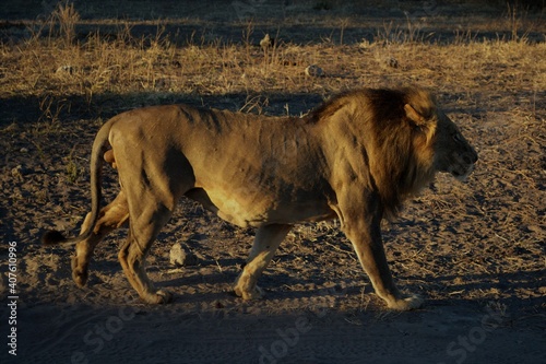 lion in the savannah 