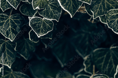 фотографія Efeuranken mit Frost, Efeu im Winter