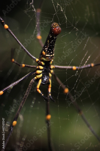 spider, insect, macro, nature, animal, arachnid, web, isolated, brown, black, white, closeup, bug, arachnophobia, wildlife, predator, scary, widow, creepy, close-up, phobia, hairy, poisonous, danger, 