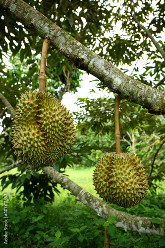 King of fruit, montong durian tree in the garden of Chanthaburi, Thailand © isarescheewin