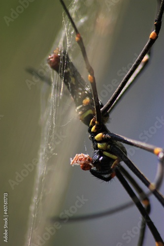 spider, insect, macro, nature, animal, arachnid, web, isolated, brown, black, white, closeup, bug, arachnophobia, wildlife, predator, scary, widow, creepy, close-up, phobia, hairy, poisonous, danger, 