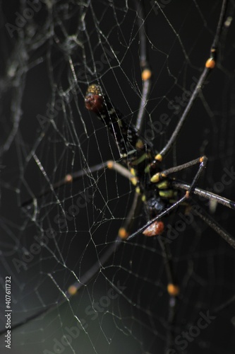 spider, insect, macro, nature, animal, arachnid, web, isolated, brown, black, white, closeup, bug, arachnophobia, wildlife, predator, scary, widow, creepy, close-up, phobia, hairy, poisonous, danger, 