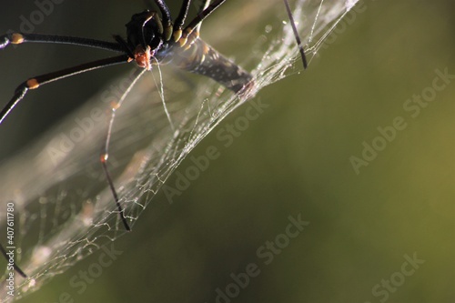 spider, insect, macro, nature, animal, arachnid, web, isolated, brown, black, white, closeup, bug, arachnophobia, wildlife, predator, scary, widow, creepy, close-up, phobia, hairy, poisonous, danger, 