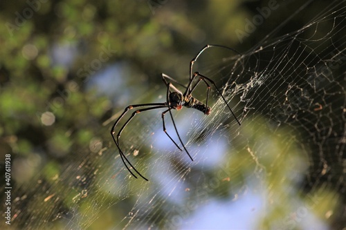 spider, insect, macro, nature, animal, arachnid, web, isolated, brown, black, white, closeup, bug, arachnophobia, wildlife, predator, scary, widow, creepy, close-up, phobia, hairy, poisonous, danger, 