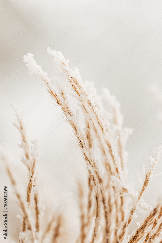 Fototapeta premium Pampasgras im Winter mit Eiskristallen, Minimalistisches Wandbild 