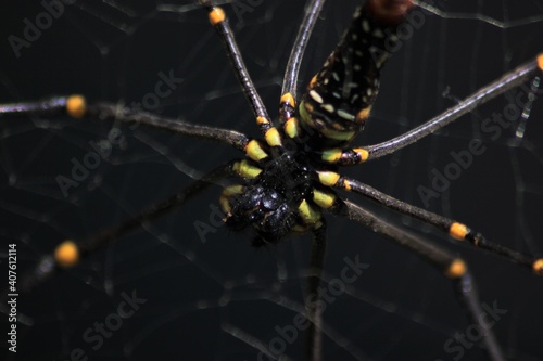 spider, insect, macro, nature, animal, arachnid, web, isolated, brown, black, white, closeup, bug, arachnophobia, wildlife, predator, scary, widow, creepy, close-up, phobia, hairy, poisonous, danger, 