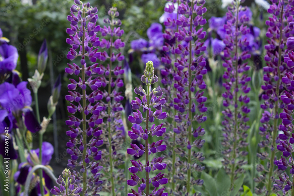 purple lupine flower purple lupine flower