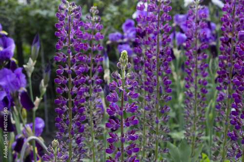 purple lupine flower