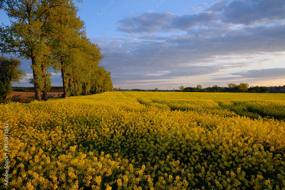 yellow rapeseed field in spring. blue clouds. horizon landscape in Poland