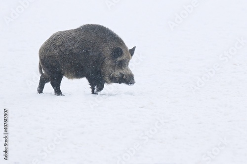 Wild boar in snow during winter time