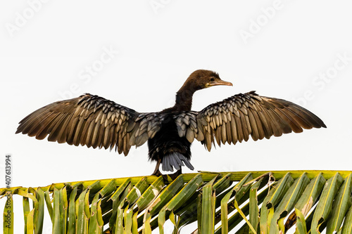 Little cormorant sitting on tree to dry its wings after a dive in search of food in shallow water.  photo