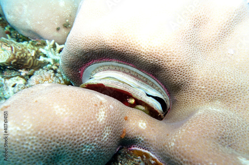 Pedum spondyloideum Irisierende Kammmuschel, Korallenmuschel
