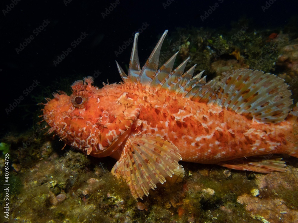 Escorpora Escorpora