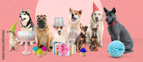 Cute dogs with Birthday gifts and treats on color background