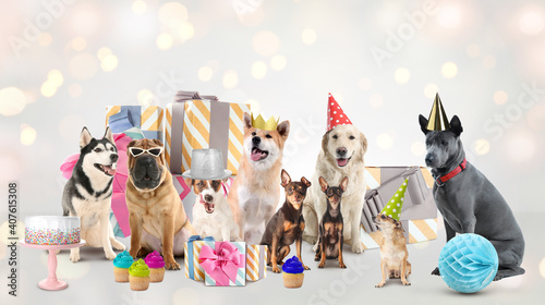 Cute dogs with Birthday gifts and treats on light background