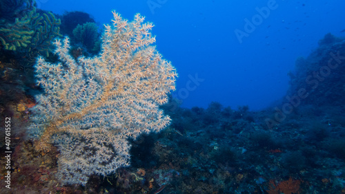 Falso Coral Negro