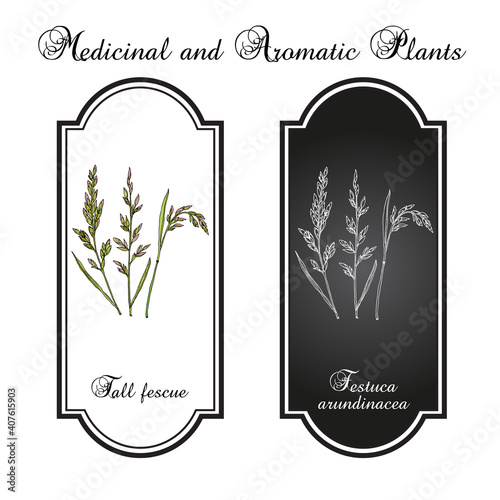 Tall fescue Festuca arundinacea , ornamental and forage plant