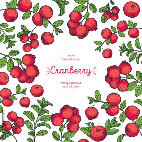 Cranberries frame vector illustration. Hand drawn cranberry berries. Vintage style design. Organic food, healthy food.