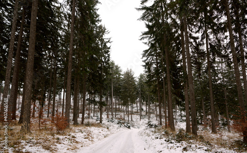 Wald bei Johannesbachklamm im Winter