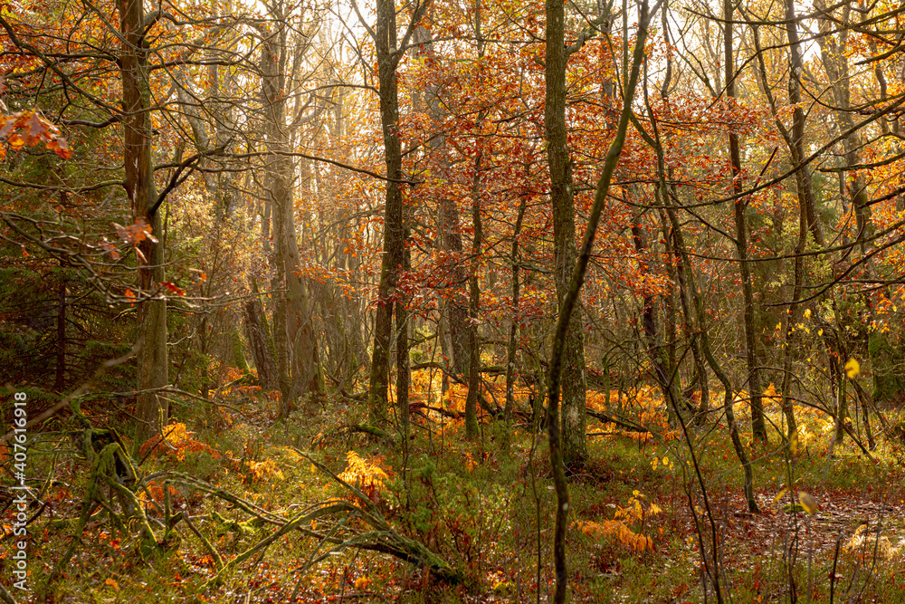 Obraz premium Fall colors in a sunny and dense forest.