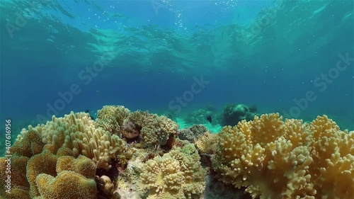Wallpaper Mural Colourful tropical coral reef. Scene reef. Seascape under water. Philippines. Torontodigital.ca