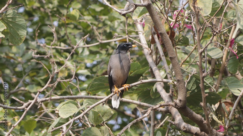 Obraz premium Myna sitting on a tree branch