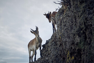 Wandcirkels Antilope Wilde moeflon geit in vrijheid  © DavidSP