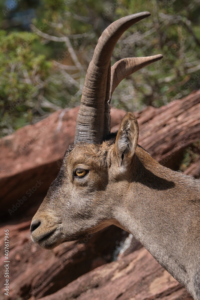 cabra muflon antilope animal salvaje fauna libertad 