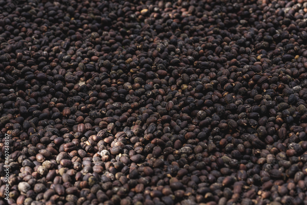 High angle shot of the harvest of freshly collected coffee beans High angle shot of the harvest of freshly collected coffee beans