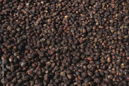 High angle shot of the harvest of freshly collected coffee beans