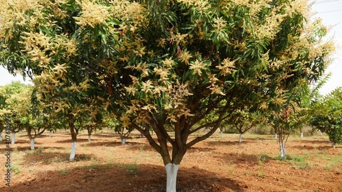 Vertical view of mango tree filled with flowerings