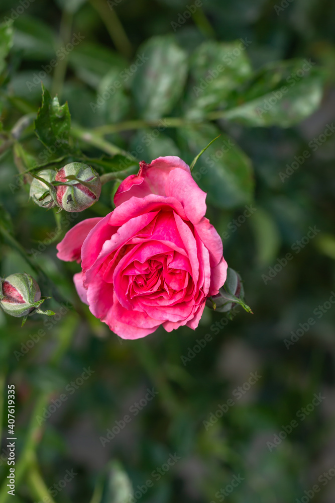 Detail of pink garden rose on blurry green background. Roses for Valentine Day,Birthday,Anniversary.Background of flowers.Beautiful blooming rose close up.Spring romantic flower selective soft focus.