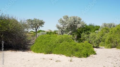 Sun shines on low buses and trees - Euphorbia stenoclada - growing on the sandy beach near sea, moving in slow wind, clear blue sky in background. Anakao, Madagascar photo