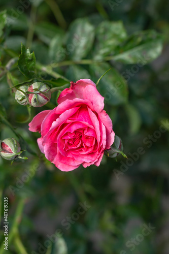 Detail of pink garden rose on blurry green background. Roses for Valentine Day Birthday Anniversary.Background of flowers.Beautiful blooming rose close up.Spring romantic flower selective soft focus.