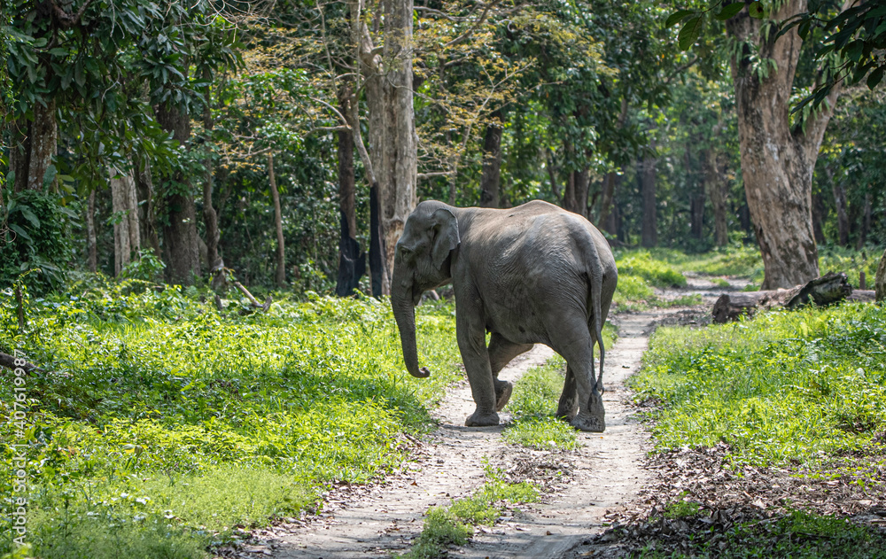 Fototapeta premium Elephant in the forest of Kaziranga in Assam.