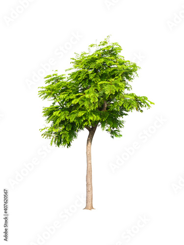 isolated green tree with clipping path on white background a peltophorum pterocarpum tree is topical plant for park decoration and environment conservation photo