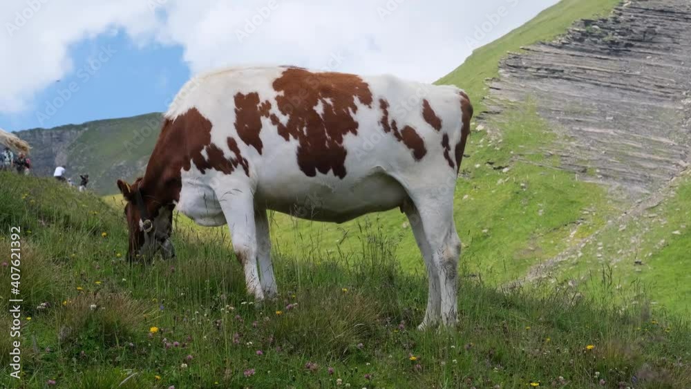 beautiful plump brown cow without horns appetizingly chewing grass in a green pasture, juicy grass in an alpine meadow in switzerland, the concept of animal husbandry, dairy production beautiful plump brown cow without horns appetizingly chewing grass in a green pasture, juicy grass in an alpine meadow in switzerland, the concept of animal husbandry, dairy production