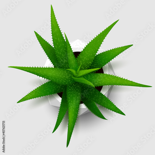 Succulent house plant (Aloe) in polygonal white flower pot. Top view. Isolated on gray background. Realistic vector illustration.